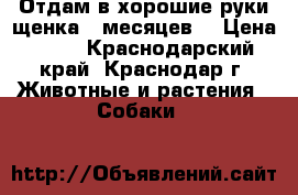 Отдам в хорошие руки щенка 4 месяцев. › Цена ­ 10 - Краснодарский край, Краснодар г. Животные и растения » Собаки   